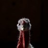 How well do you know your turkey?